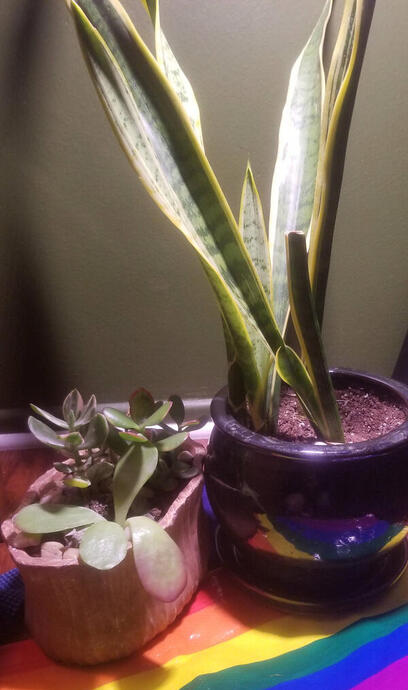 Las Donas (L) and Medusa (R)